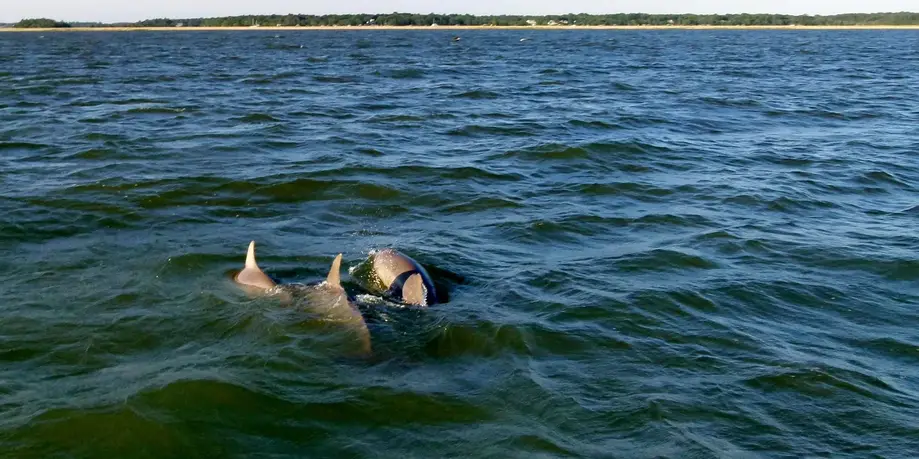 Otter Island Excursion Boat Ride