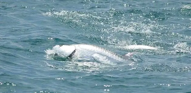 6 Hour Private Charter