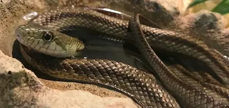 Reptile Meet & Greet