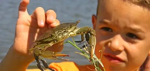 Crabbing and Seining