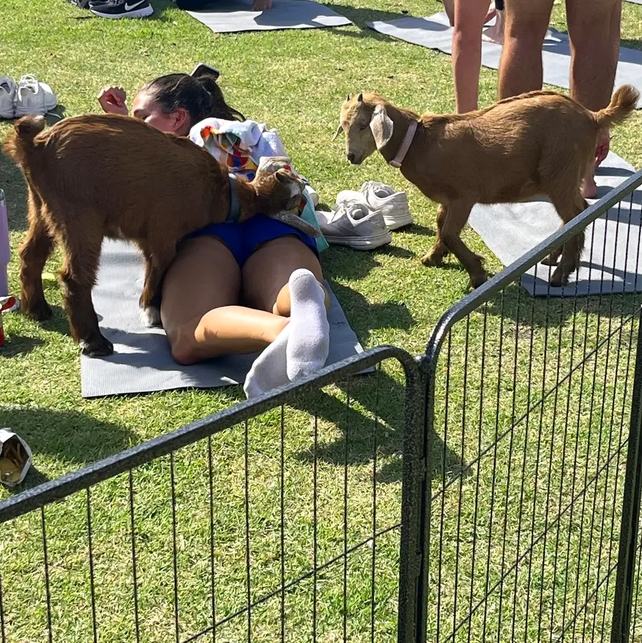 Fit on Fripp Goat Yoga