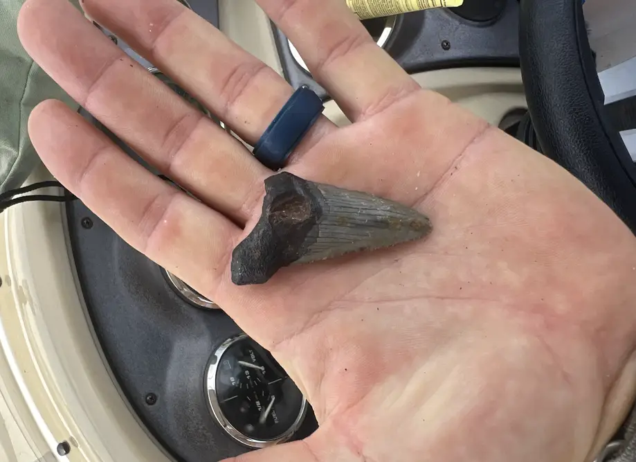 Sharks Teeth Hunting & Eco Tour (2 Hrs)